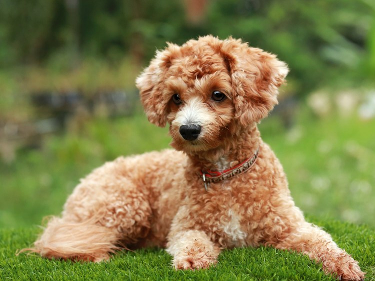 Пудель мальтипу маленький