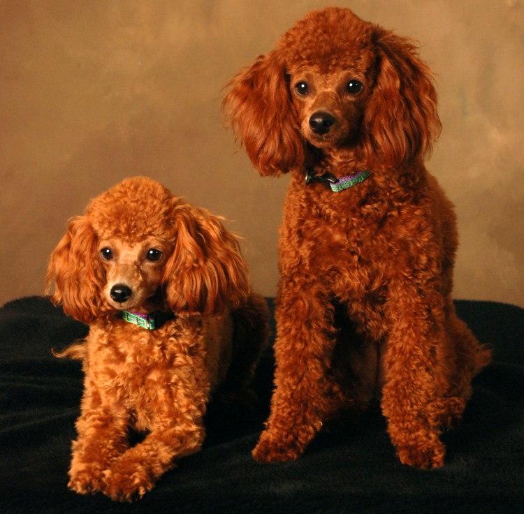 Карликовый пудель рыжий