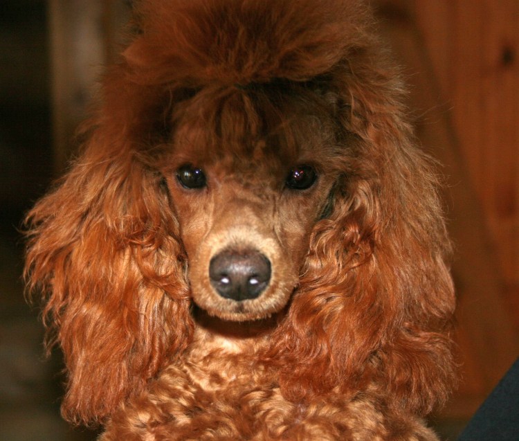 Карликовый пудель рыжий