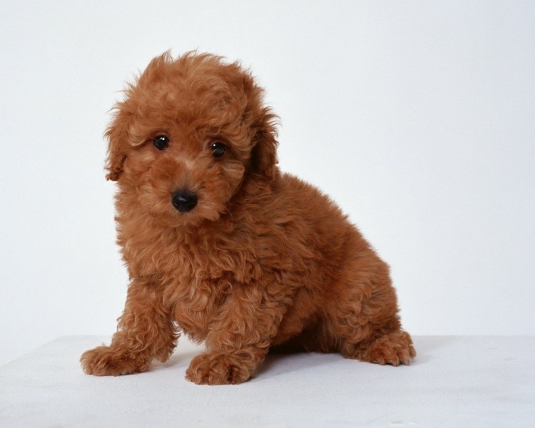 Мальтипу ред Браун