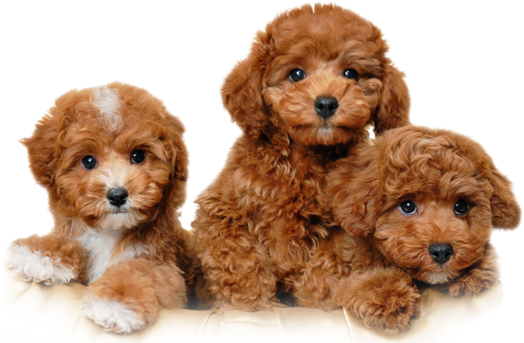 Той пудель мальтипу