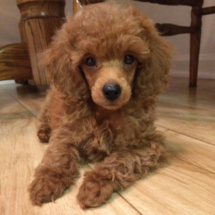 Той пудель рыжий