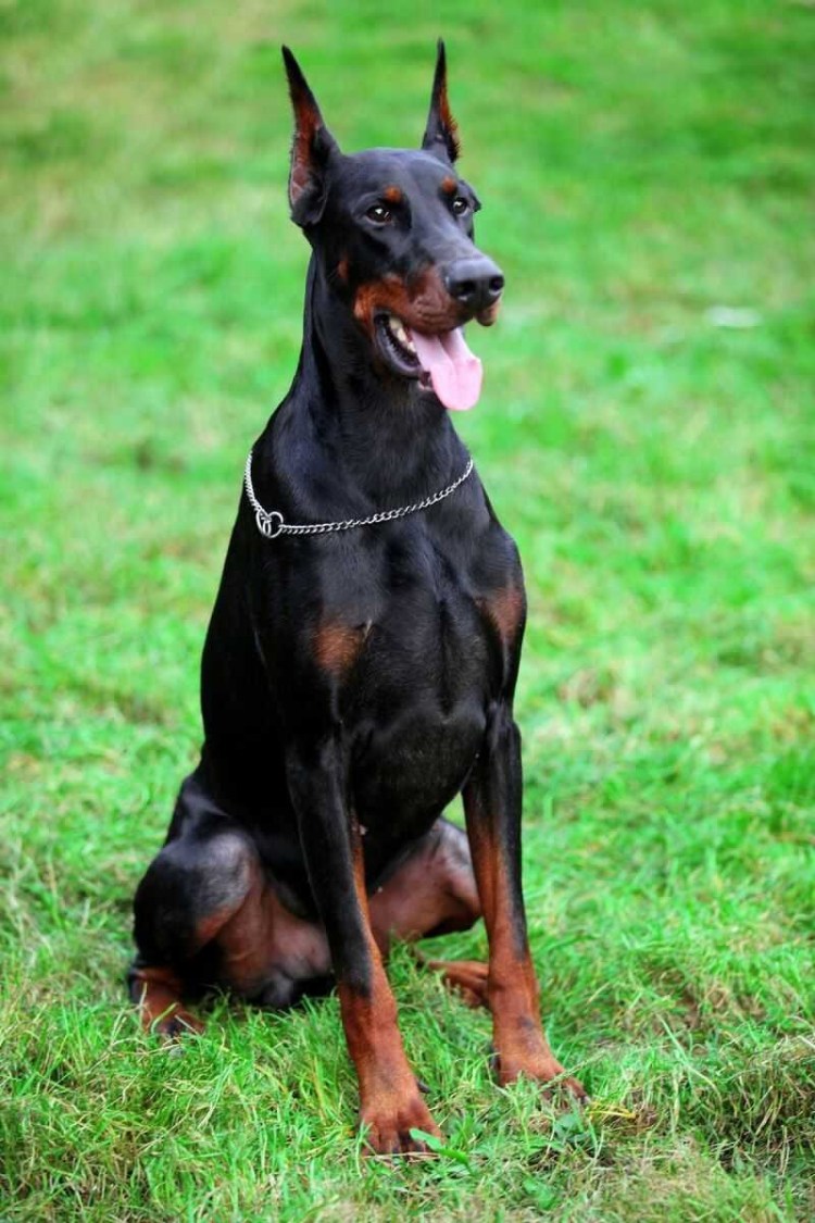 Доберман Владека Рошины