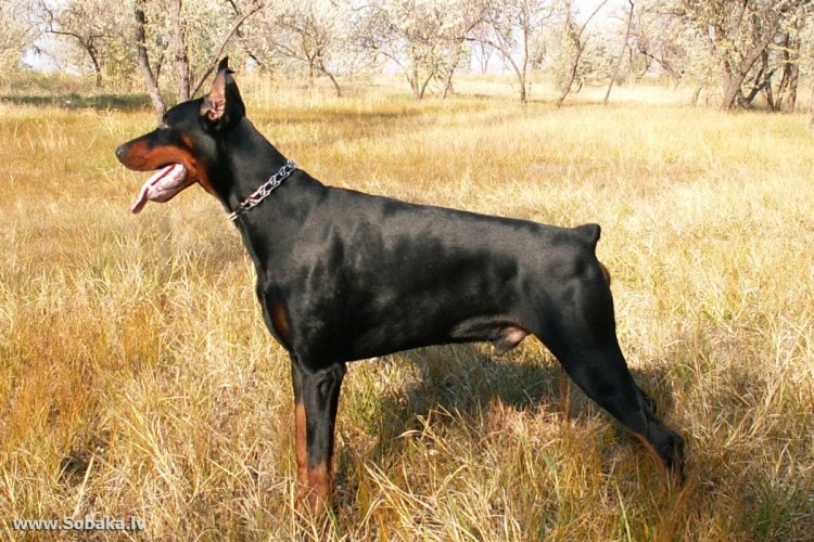Порода собак Доберман