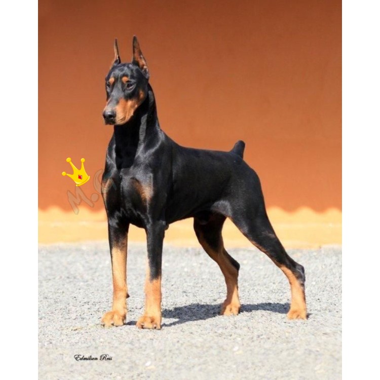 Собака Доберман щенок