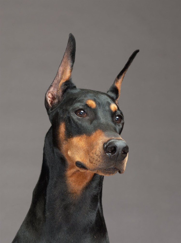 Собака Доберман