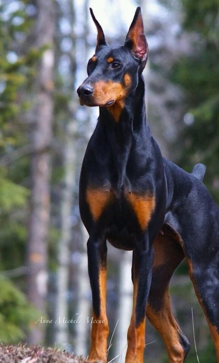 Порода Доберман-пинчер