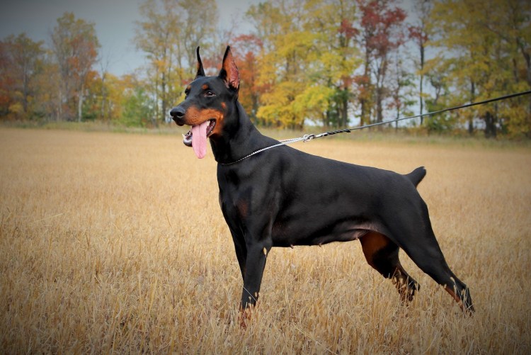 Порода Доберман-пинчер