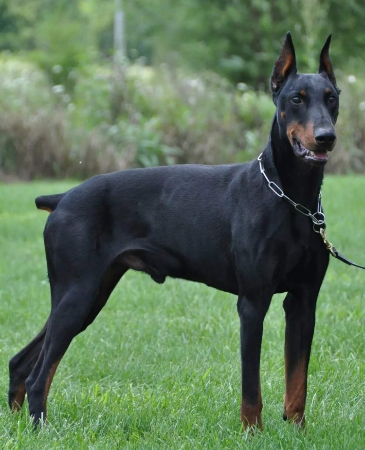 Американский Доберман пинчер