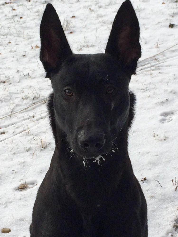 Собака со стоячими ушами