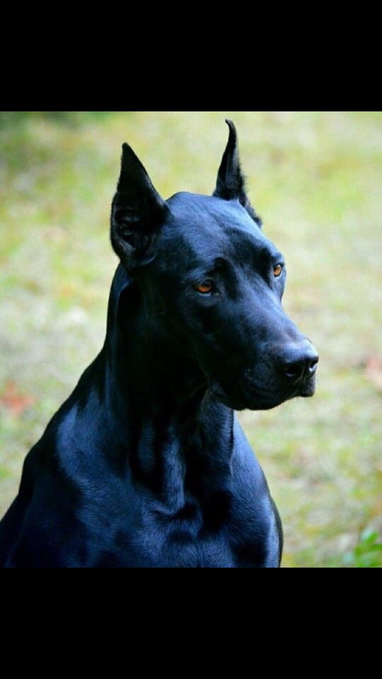 Доберман некупированный