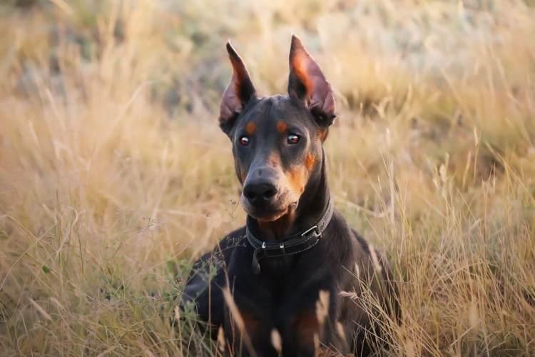 Порода Доберман