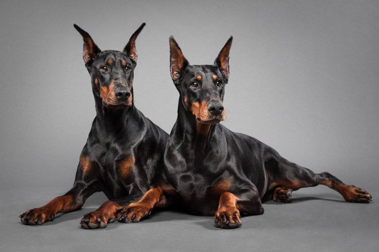 Доберман-пинчер некупированный