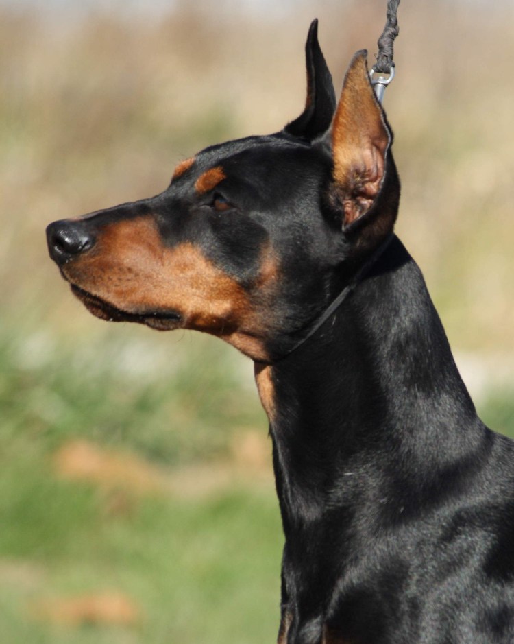 Пинчер терьер