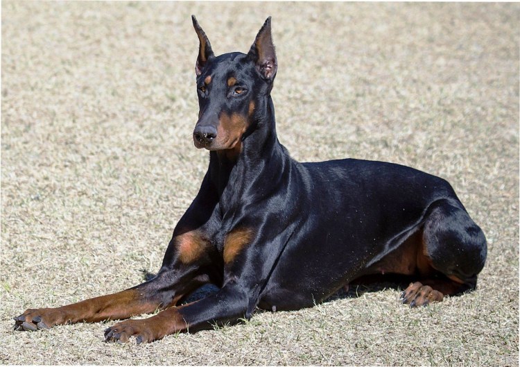 Порода Доберман-пинчер