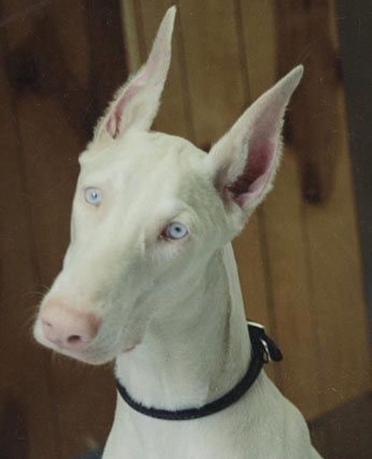 Короткошерстные собаки со стоячими ушами