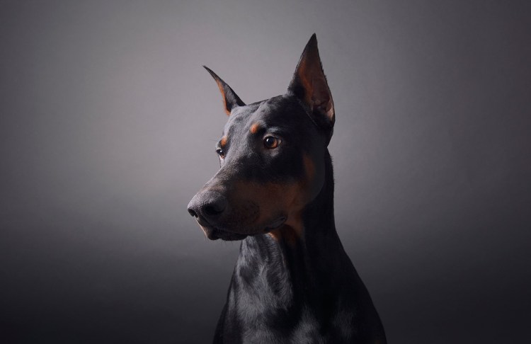 Американский пинчер терьер