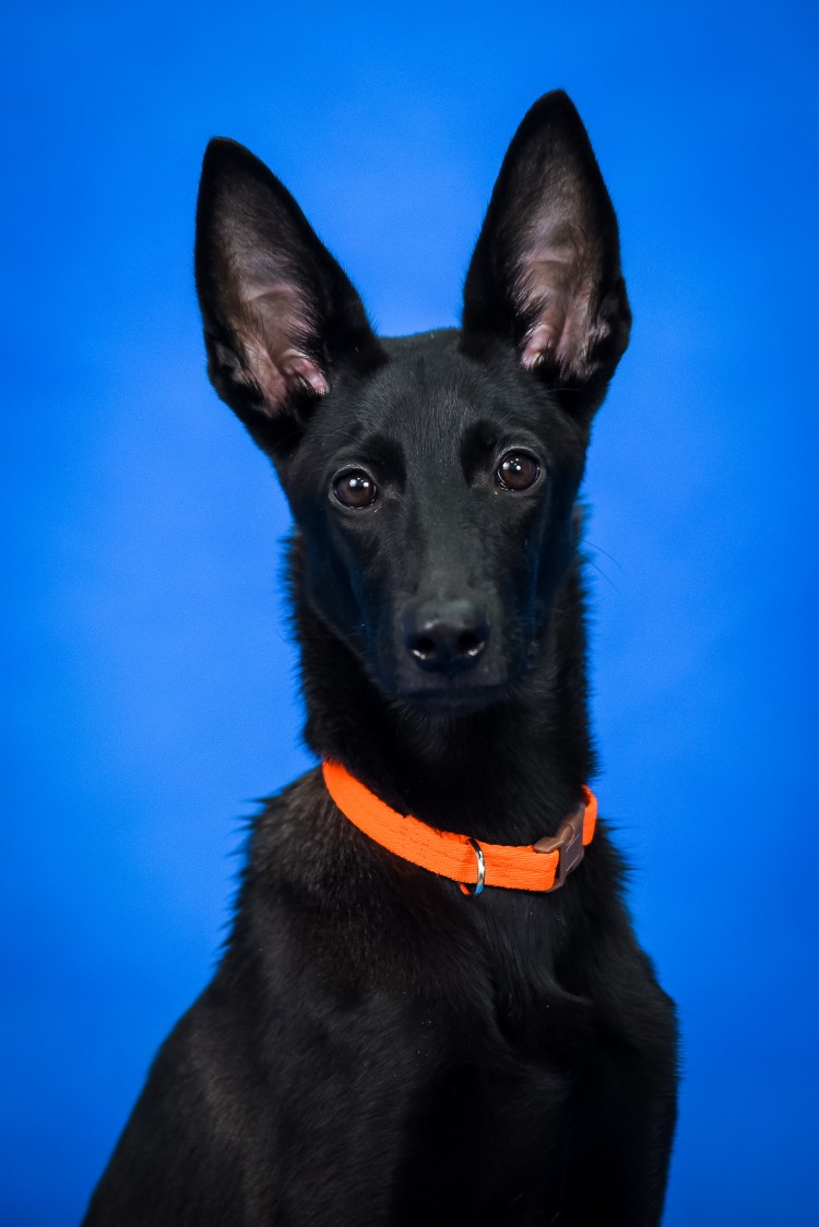 Собака Доберман