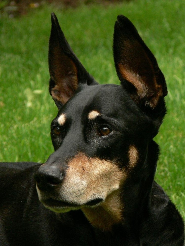 Бельгийская овчарка черная короткошерстная