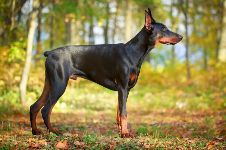 Доберман некупированный