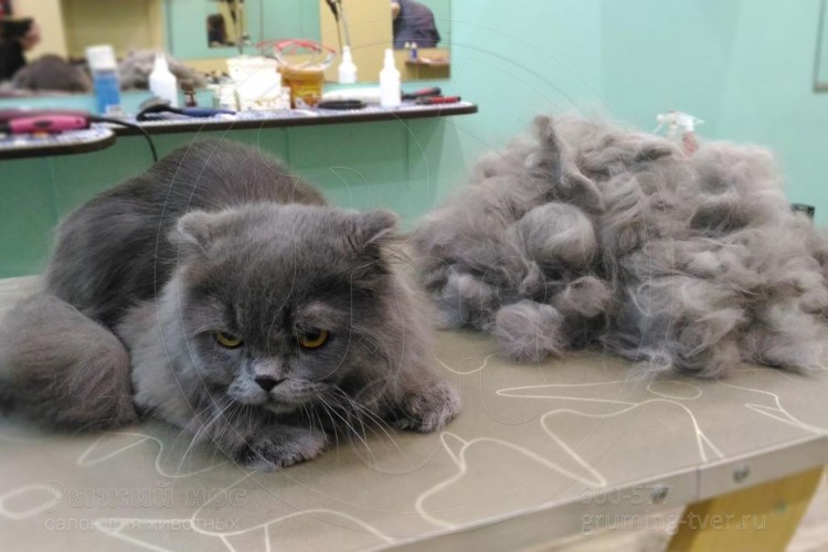 Вычесывание длинношерстных британцев кошек