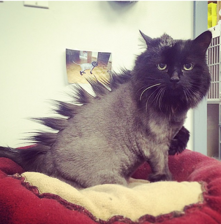 Стрижка кота