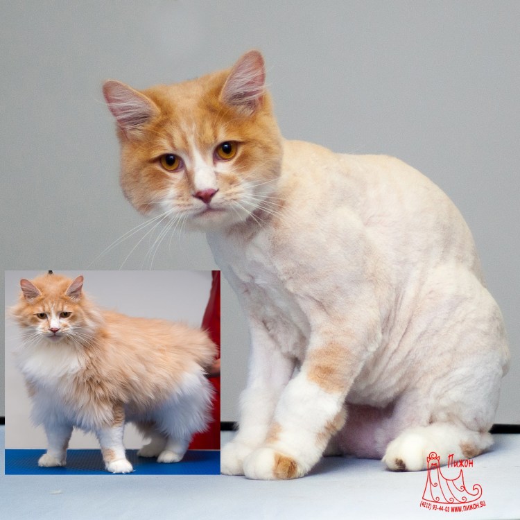 Стрижка пушистых кошек