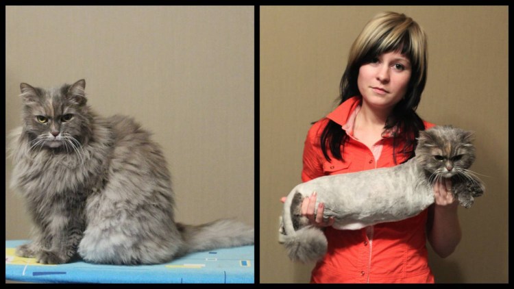 Сибирские кошки до и после стрижки
