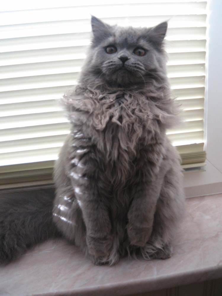 Стрижки для котов длинношерстных