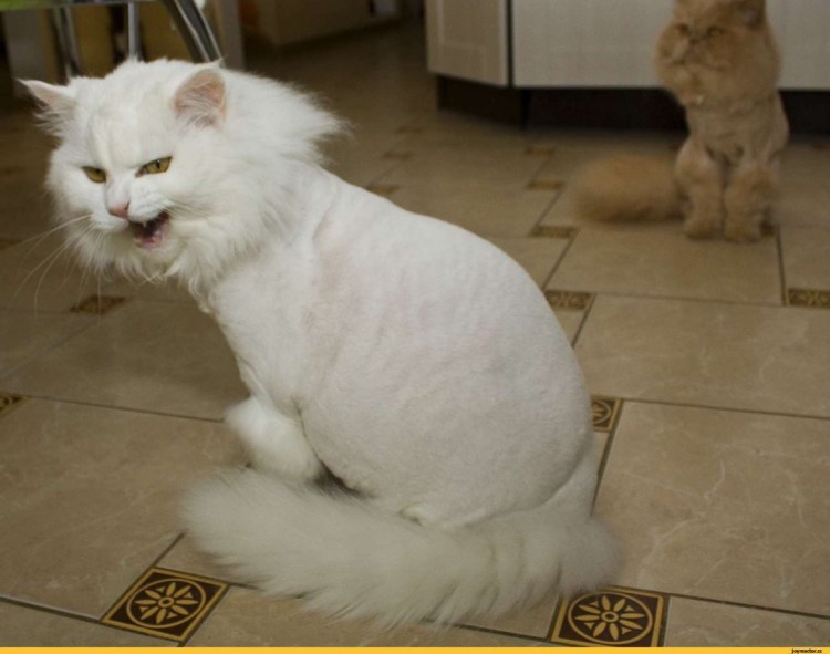 Стрижки для белых кошек