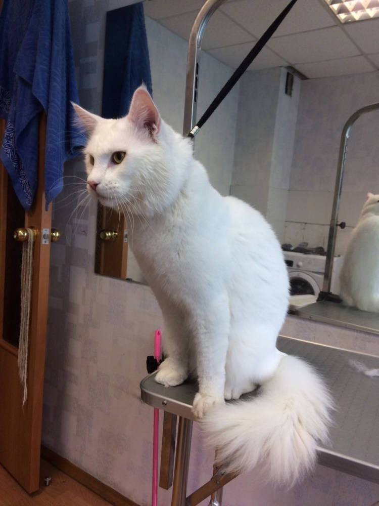 Турецкая ангора груминг