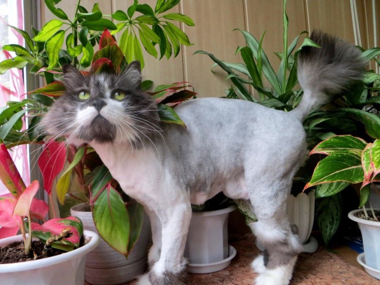 Груминг кота