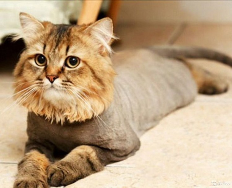 Стрижка кота дракончик