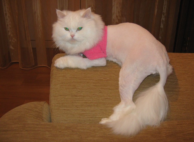 Стрижка длинношерстных кошек