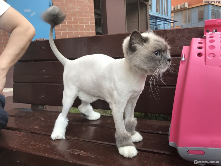 Парикмахерская для кошек