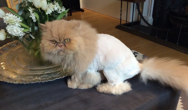 Модные стрижки котов