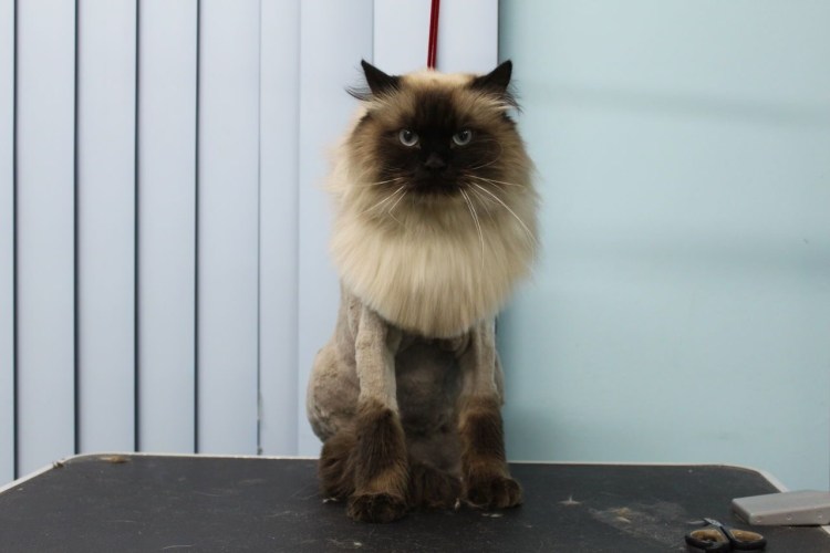 Невская маскарадная грумминг