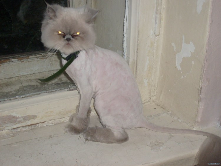 Стрижка кота налысо