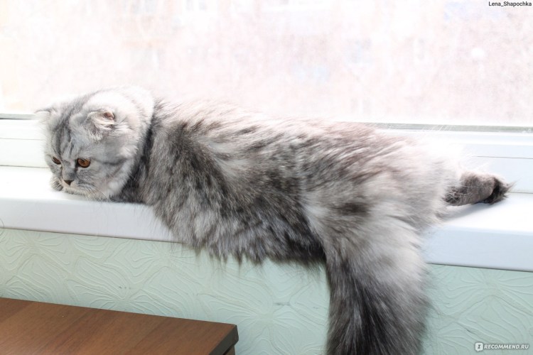 Прически для котов