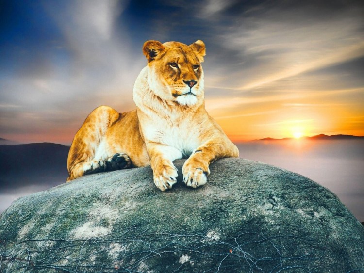 Львица лежит на Камне