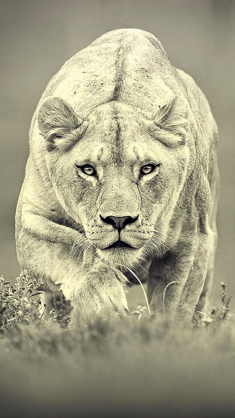 Грустная львица