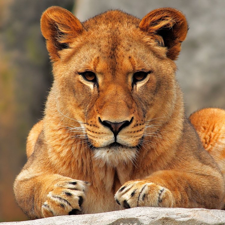 Морда львицы