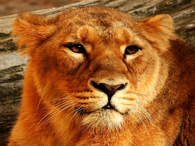 Аватарка львица