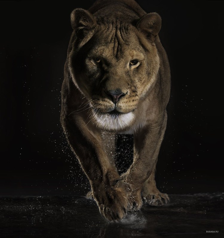 Львица крадется