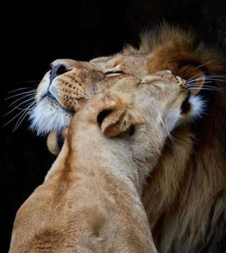 Львы любовь