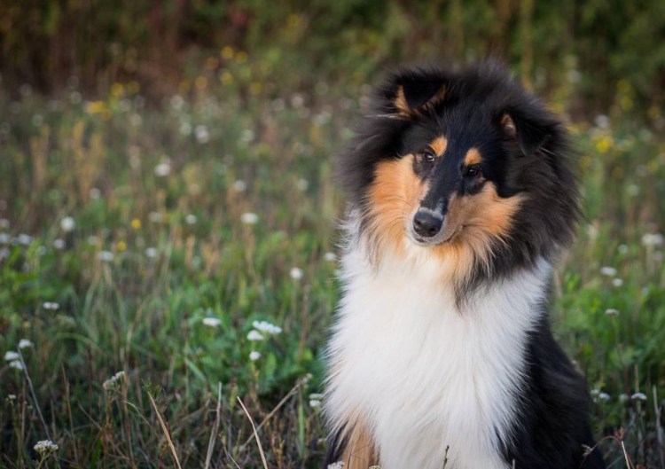 Колли черная