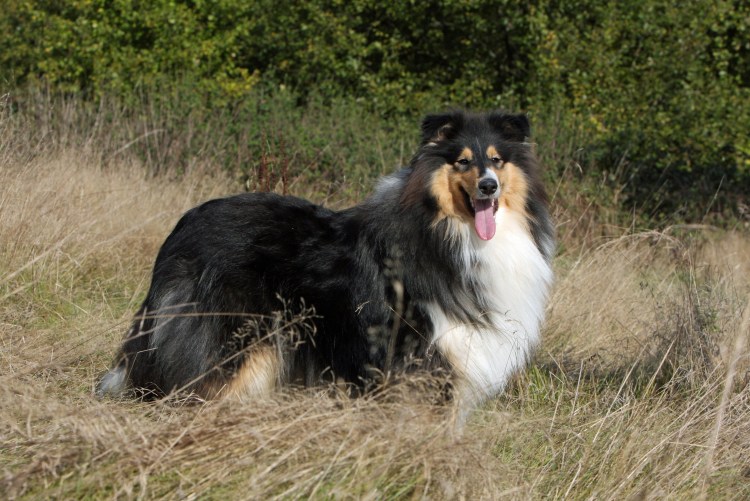 Колли Триколор