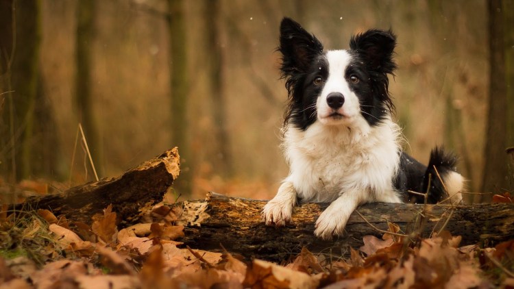 Бордер колли черный
