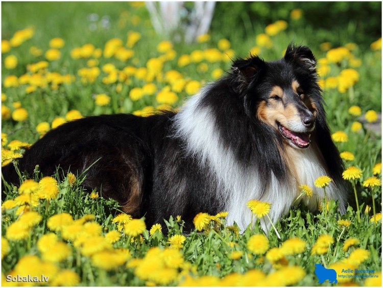 Колли собака черная