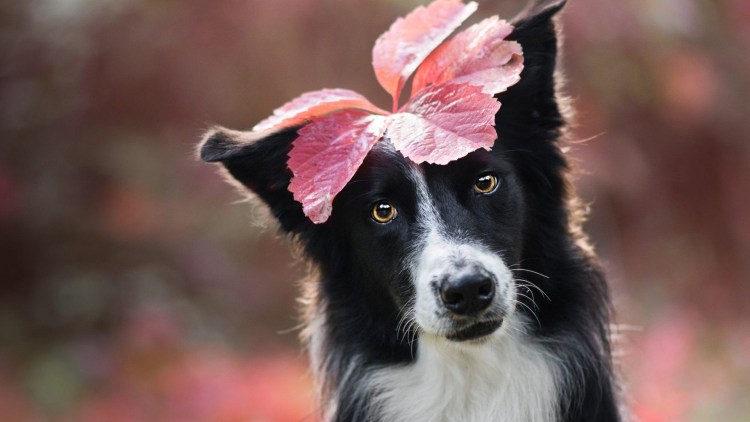 Бордер колли черный